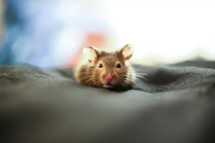 brown and white mouse on black textile